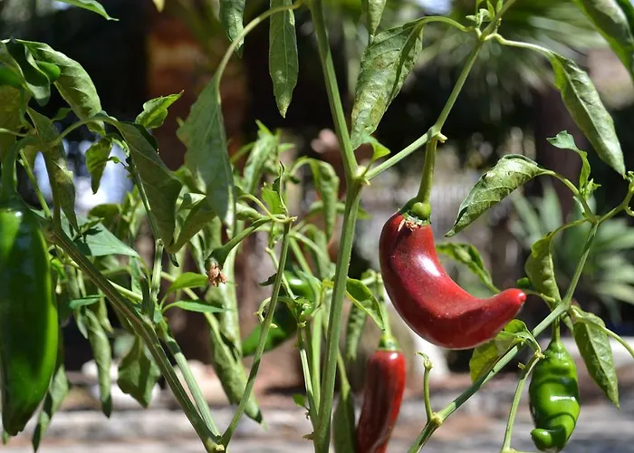 Virginia Vila Pellaro