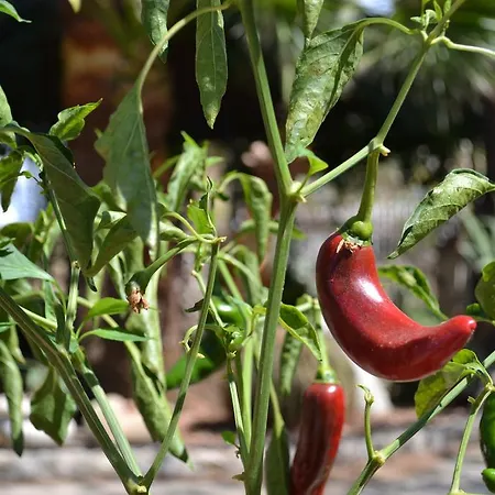 Virginia Вилла Pellaro